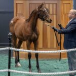 Gun Pilot's hip No. 58 at the 2026 Fasig-Tipton Saratoga Fall Mixed Sale