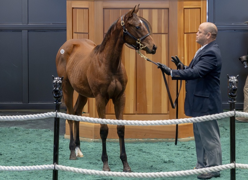 Pair of six-digit 2yos anchor Fasig-Tipton Saratoga Fall sale for Gun Pilot